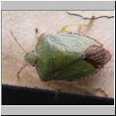 Palomena prasina - Gruene Stinkwanze 04.jpg